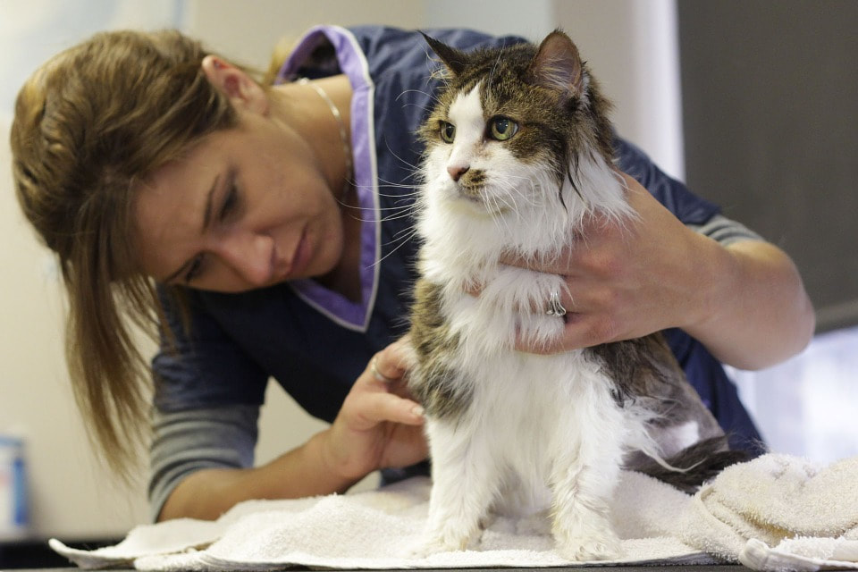 Companion and domestic animal care course